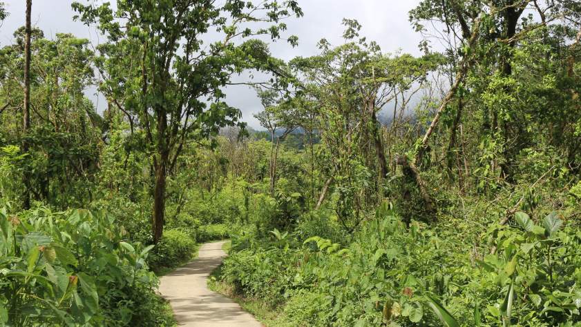 Sentier dans le parc nation Carara au Costa Rica